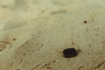 A cone of Indian coniferous trees: fir or pine, fell on silvery sand.