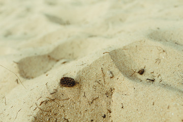 A cone of Indian coniferous trees: fir or pine, fell on silvery sand.
