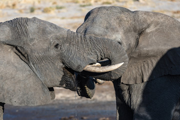 Couple of African Elephant at waterhole. Wildlife Safari in the Chobe National Park, travel destination in Botswana, Africa.