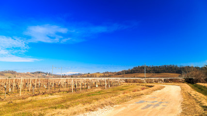 Winter morning in the vineyards of Collio, Italy