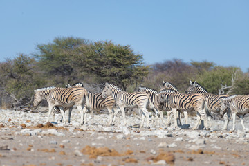 Naklejka na ściany i meble Zebras herd at Etosha National Park, travel destination in Namibia. Dust, soft light.