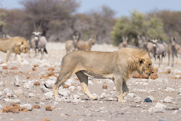 Naklejka na ściany i meble Lion and Zebras running away, defocused in the background. Wildlife safari in the Etosha National Park, Namibia, Africa.