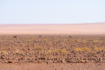 Oryx grazing in the Namib desert, Namib Naukluft National Park, travel destination in Namibia,...