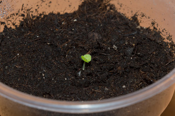 Sprouting seedling of coleus in soil, seed propagation