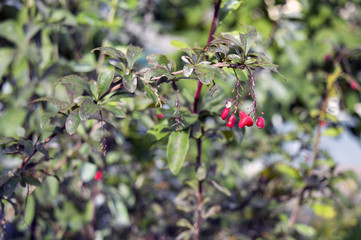 Ripe barberry fruits on branch in August, ornamental garden plant and natural remedy berberis thunbergii