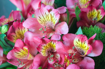 Pink and yellow alstroemeria, also known as lily of the Incas, bright and beautiful bouquet flower with colorful petals
