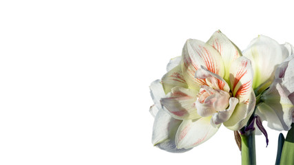 Double flower of hippeastrum Nymph isolated, amazing white hippeastrum flower with red stripes on petals, delightful garden plant and houseplant with winter blossom, used in bouquets