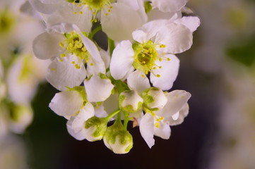 черёмуха крупным планом