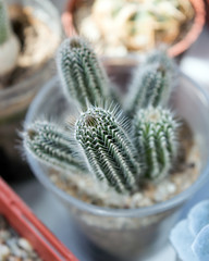 Tavaresia barklyi growing in succulent collection on window sill, African drought resistant plant...