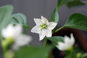 White flowers of capsicum annuum, close up of blooming chili pepper