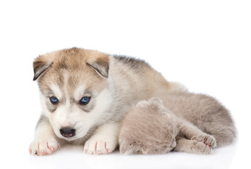 Husky puppy lying with sleeping kitten. isolated on white background