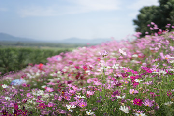 Cosmos Flower and beautiful Cosmos background