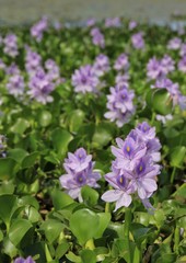 Beautiful water hyacinths growing at lake Begnas, lake near Pokhara. Spring scene.