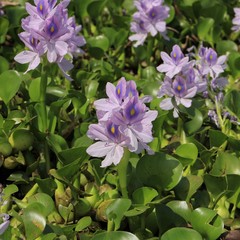 Pretty water hyacinths growing at Begnas lake, lake near Pokhara, Nepal. Spring scene.