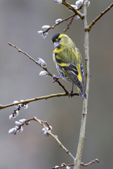 Eurasian siskin. arduelis spinus
