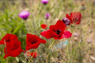 poppy
