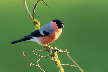 Eurasian bullfinch, Pyrrhula pyrrhula
