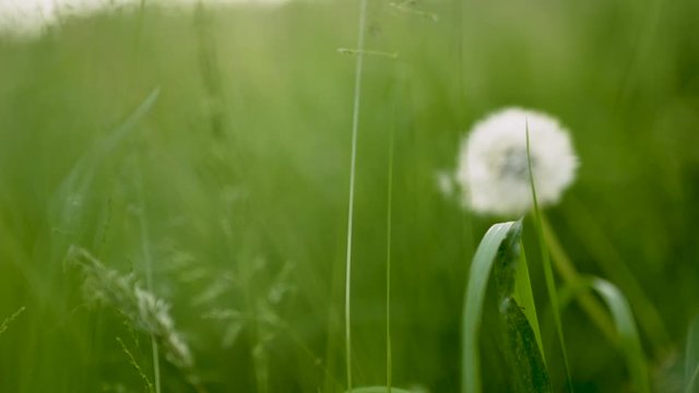 Spring Flower