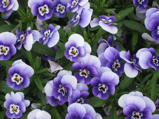 Lila Stiefmütterchen