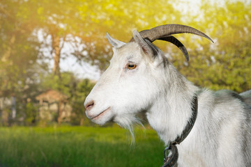 White goat on a background of green grasses on the air is sunny