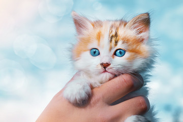 Fototapeta premium Cute kitten with blue eyes