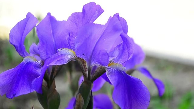 Iris germanica, Iris, flowers, blue