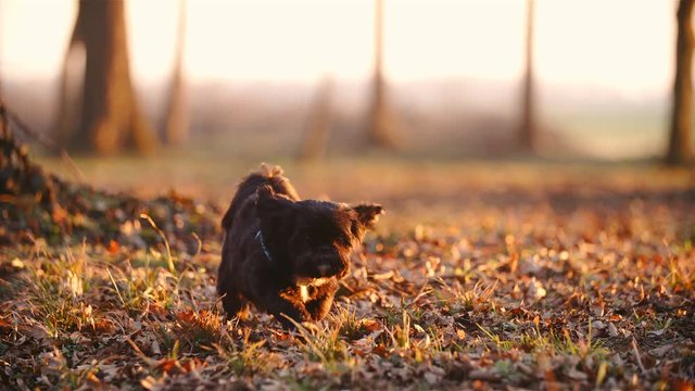 Cute dog outside run towards the camera in slow motion 4K