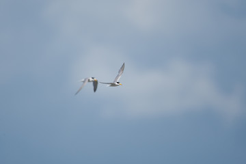 コアジサシ飛翔