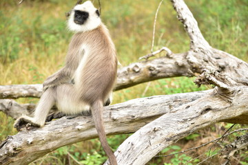 Langur | Black faced monkey Protrait | Indian Monkey