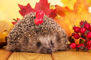 Grey prickly hedgehog sitting on wooden table, next to branch of rose hip