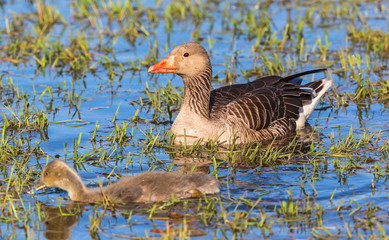 Greylag Goose with two goslings