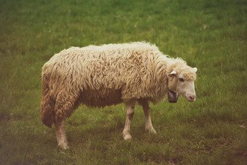 Single white sheep grazing at green meadow, natural agriculture background