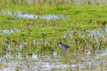 Redshank standing in the water