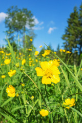 Meadow buttercups