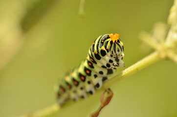 キアゲハの幼虫