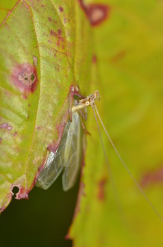 Katang Insect รูปภาพKantan – เลือกดูภาพถ่ายสต็อก เวกเตอร์ และวิดีโอ750 | Adobe Stock