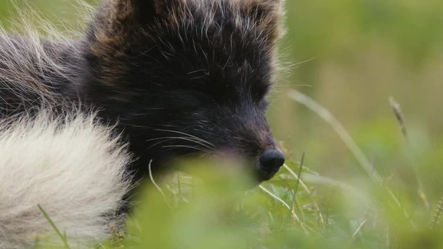 Artic fox in Iceland