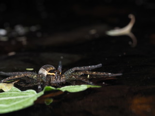 スジブトハシリグモ