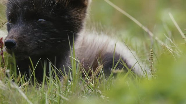 Artic fox in Iceland