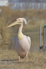 モモイロペリカン