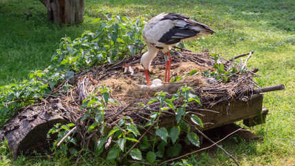 White stork [Ciconia ciconia] guarding the eggs in nest.