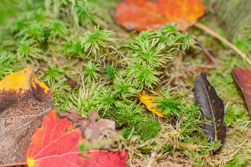 Autumn leafs on a green moss Sphagnum in the woods