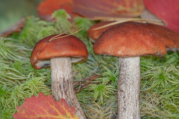 Orange-cap boletus growing on green moss Sphagnum in the woods. Two forest mushrooms Cep in autumn forest