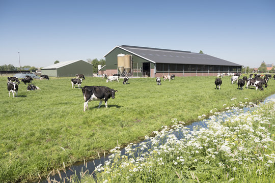 cows in dutch meadow on sunny summer day in the netherlands with farm in the background