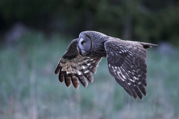 Great grey owl (Strix nebulosa)