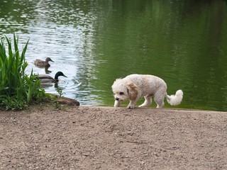 Fototapeta premium Dog and Ducks