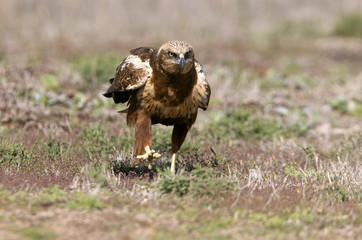 Western marsh harrier. Circus aeroginosus
