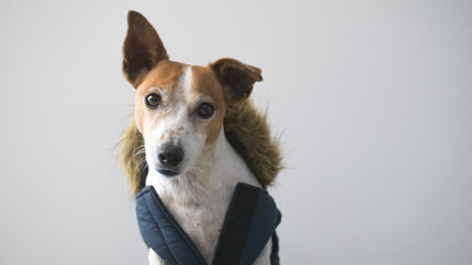 Jack Russell Terrier