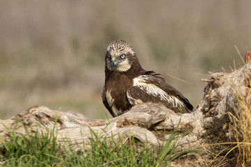 Western marsh harrier. Circus aeroginosus