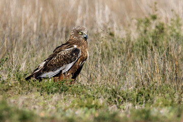 Western marsh harrier. Circus aeroginosus